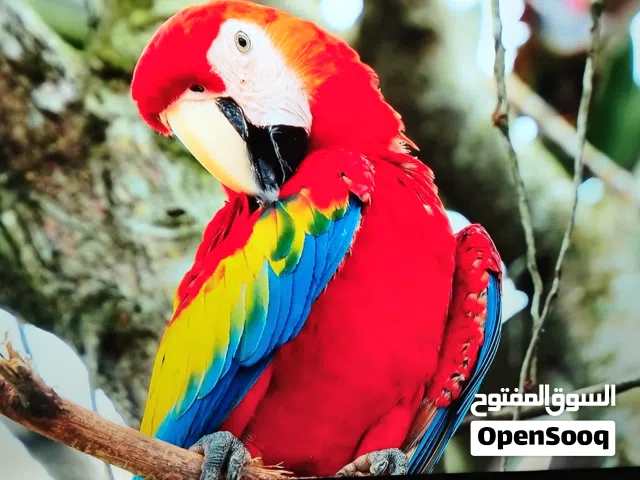 شاشه توشيبا 65 سمارت