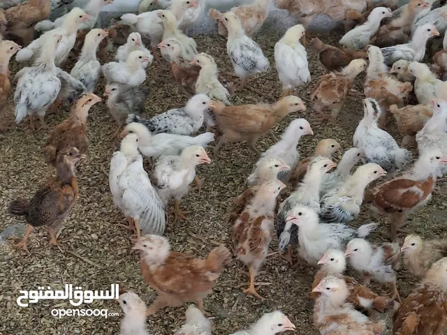 صيصان فرنسي الأحمر والفرنسي الكلومبي