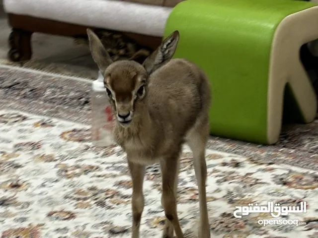 غزال دماني أليف نوع ذكر العمر شهر مطلوب220 رقم تواصل