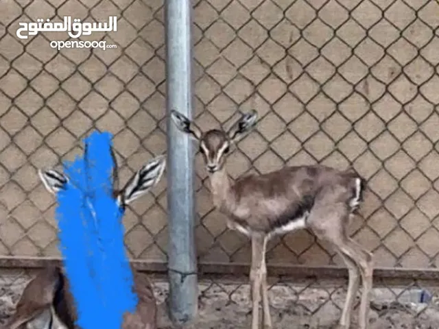 غزال عمره شهر