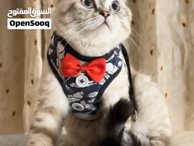 ذكر برتش شورت هير سلفر شيدد 7 شهور مع اغراضه ماخد جميع المطاعيم مع شهاده