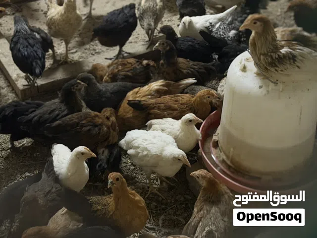 دجاج عماني