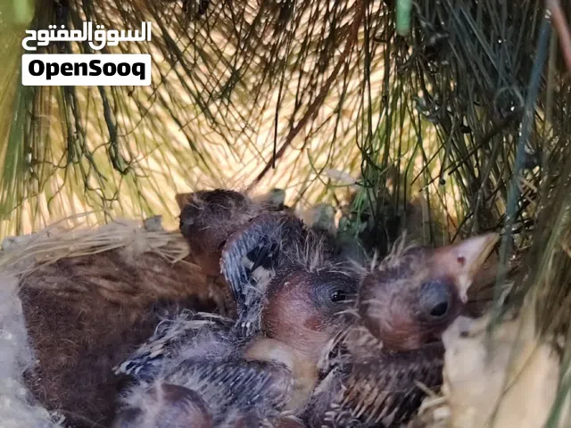 عش قرديل عمره 8 ايام