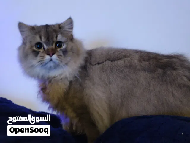 Beautiful British Long Hair 9 months. Majestic male British Long Hair with big tail.