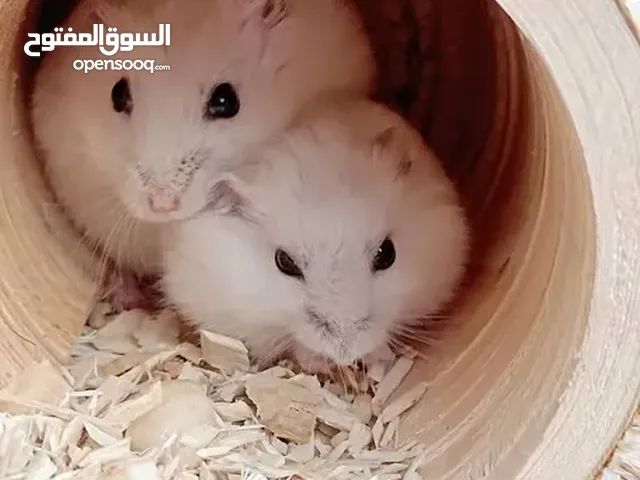هامستر بلدي مطعم جميع الالوان
