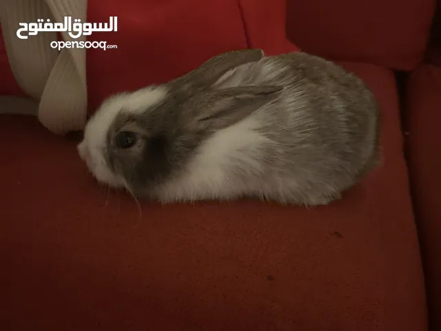ارنب هولندي عمره 20 يوم rabbit