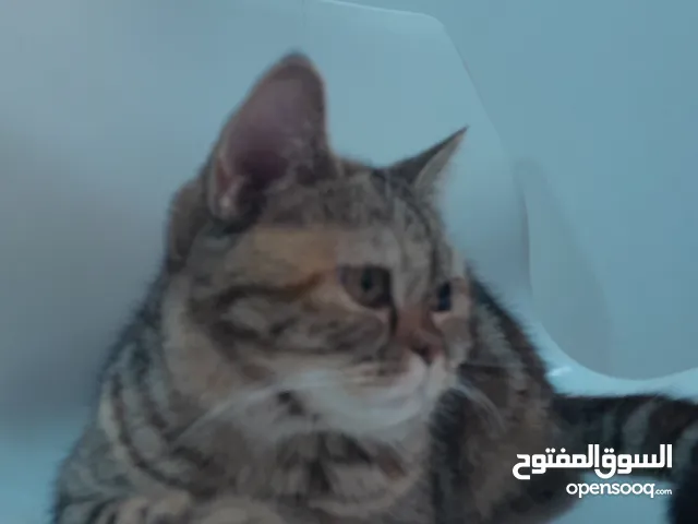 قطه تركية عمره 7 شهور انضيفه