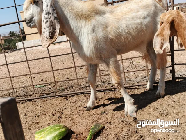 بسم الله ماشاءالله تبارك الرحمن ثني بعدو مو مبدل النوع (الصفدي)
