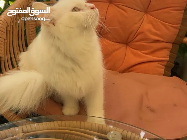 قطط اناث شيرازي