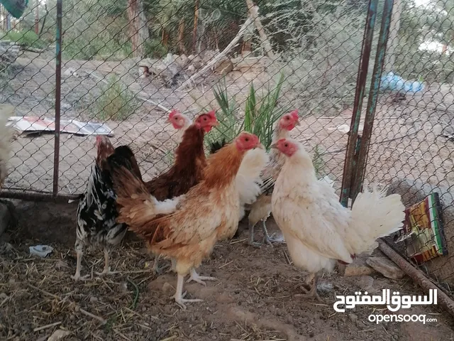 دجاج عمانيات منتجات