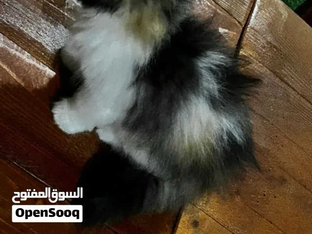شيرازي بيور