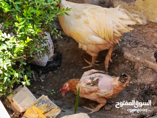دجاج عرب للبيع كله ويا القفص