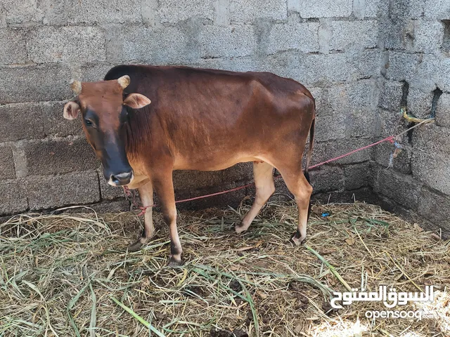 بقره للبيع