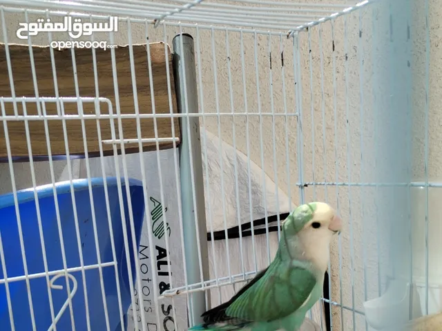 Lovebird Roseicolli untamed طير روز