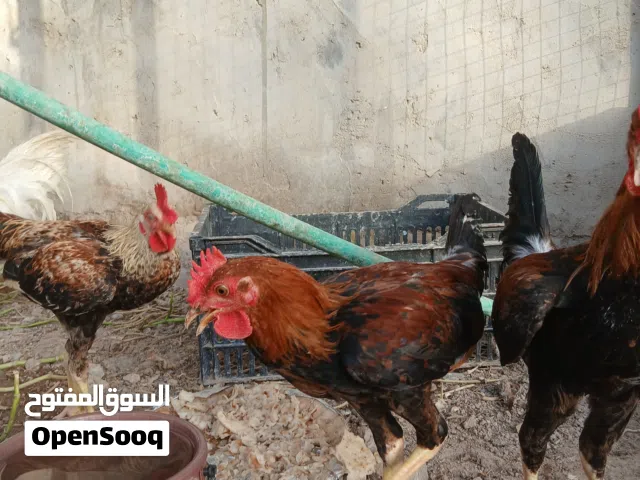 ديج عرب شمسي
