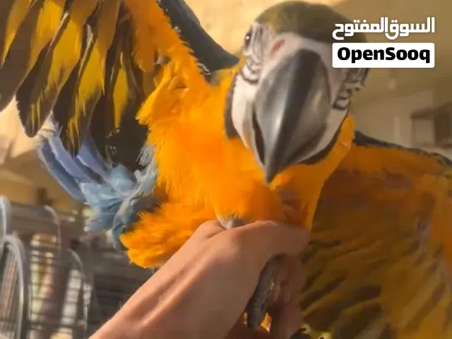 ببغاء مكاو