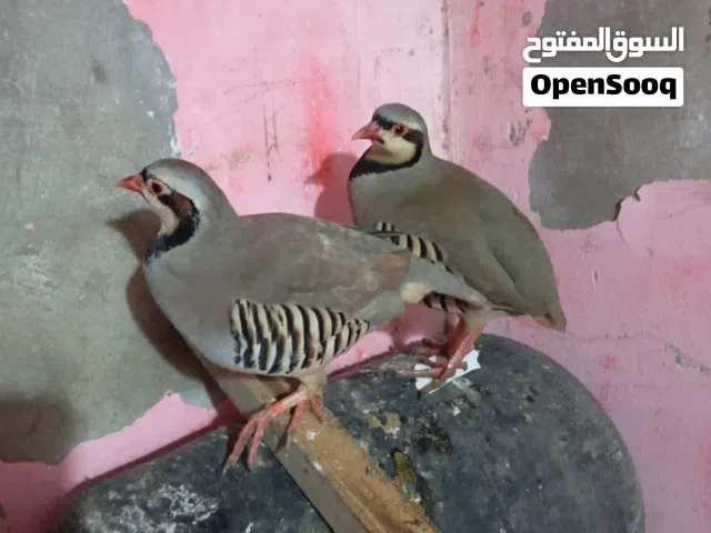 حجل للبيع شغال كفاله