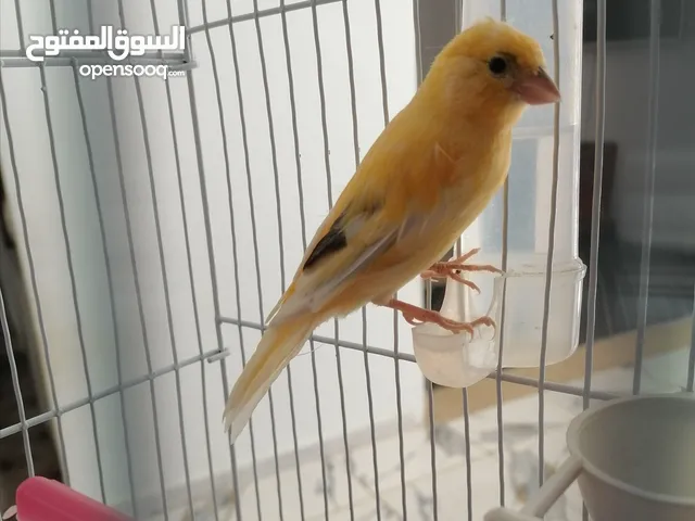 ذكر كناري بسم الله ما شاء الله