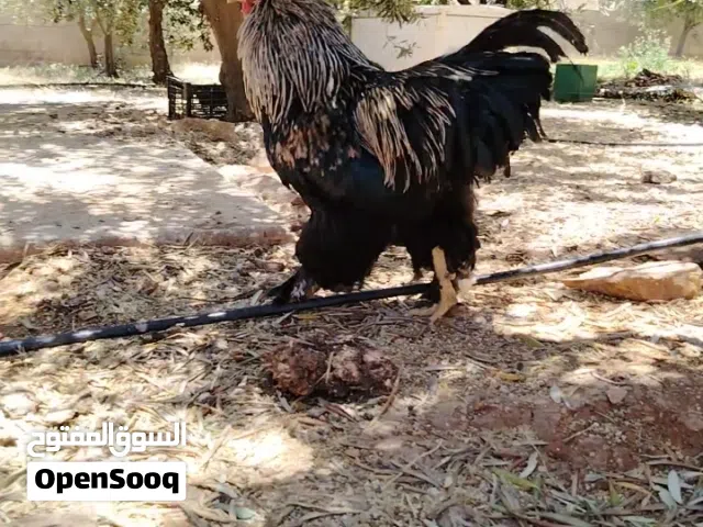 ديك براهمي اسود وديوك بلايموث روك وصوصان بلايموث روك وبراهمي