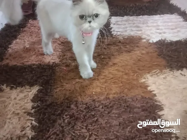 بسه هملايا صحه ونظافه