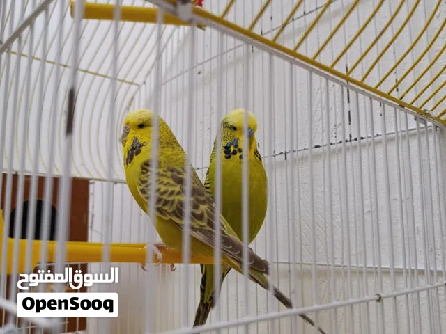 مطلوب انتى نفس اللون .نمبر ون