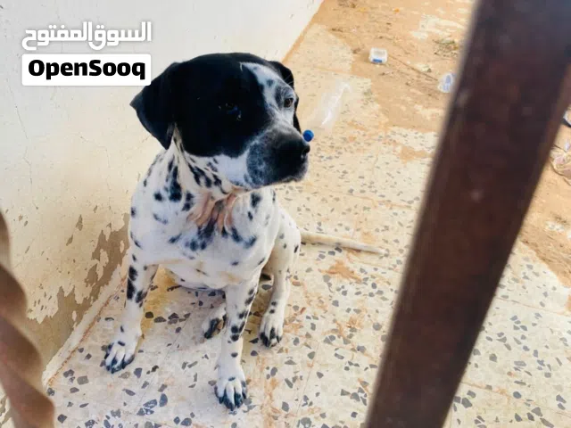 كلبة بيتبول