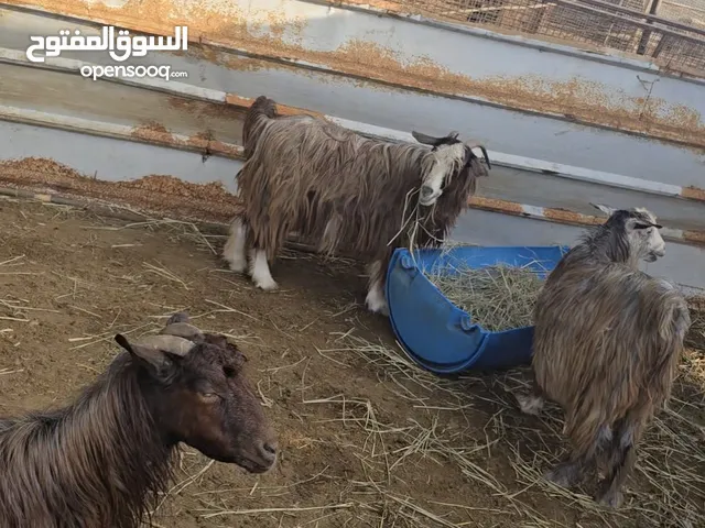 ماعز سعيديات للبيع