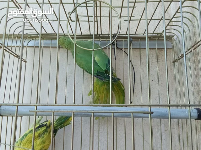 تبديل ببغاء درة انثى على ذكر درة