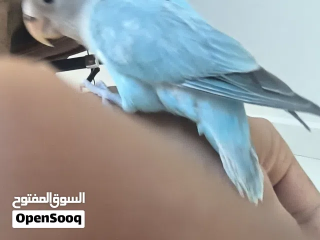 روز اليف جدا ولعوب مع الاطفال. التفاصيل بالوصف