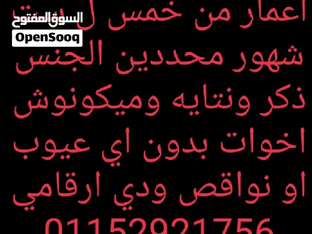 عصافير روز وفيشر و ردرام