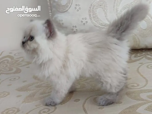قطط للبيع فقط