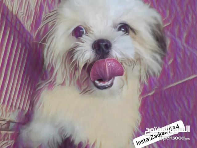 female mini shih tzu