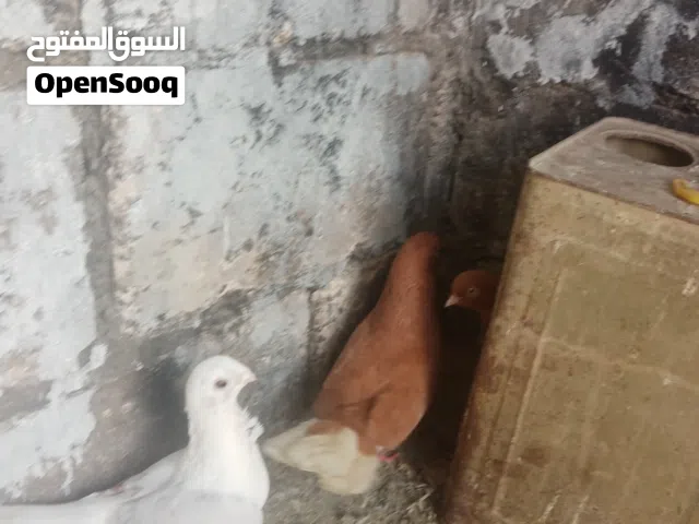 جوزين حمام للبيع