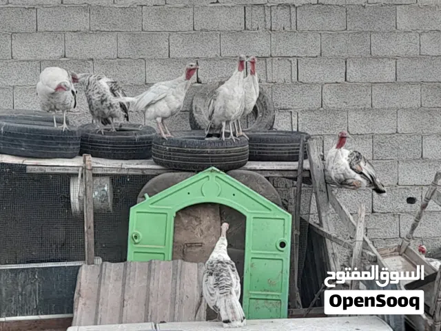 دجاج رومي 8 دجاجات وديك