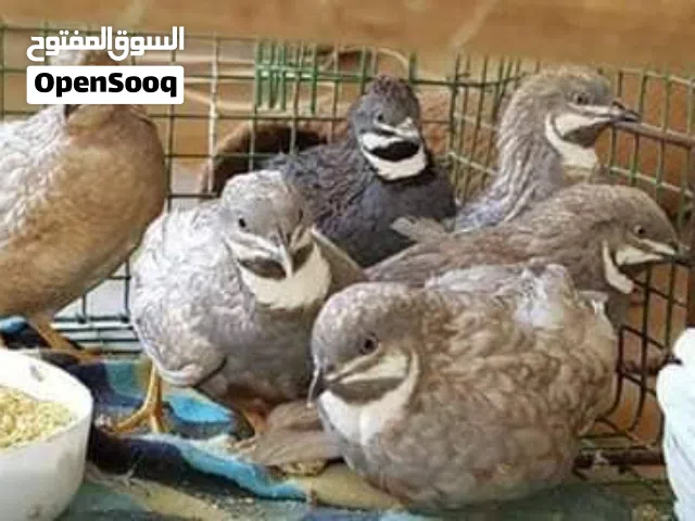 تم وصول سمان الملك  او السمان الصيني المقزم