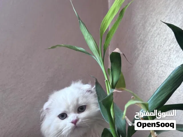 السعر 50 دينار مع اخوه كلهم اعمارهم 4 شهور