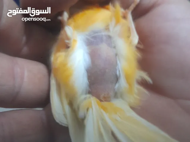كنار للبيع الاردن