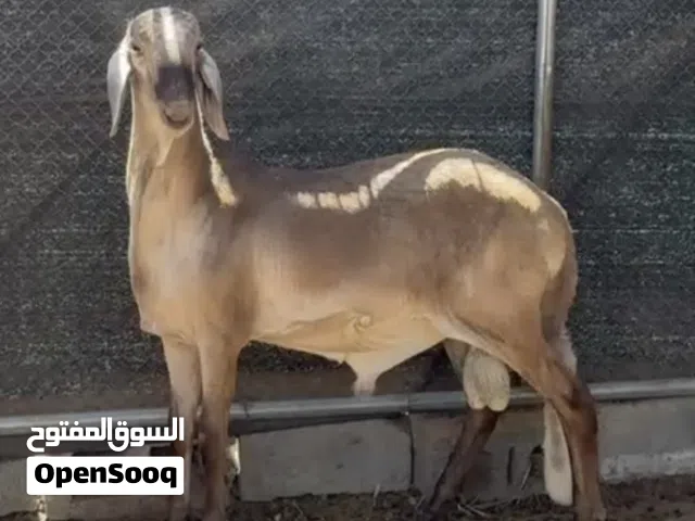 للبيع كبش سواكن