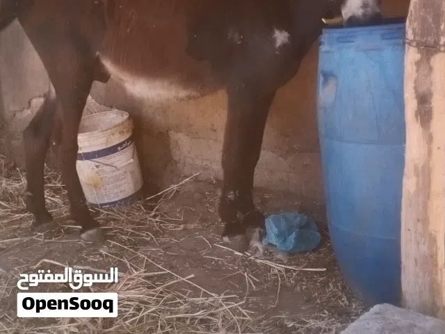 حمار فحل للبيع نخب اول العمر 4سنين