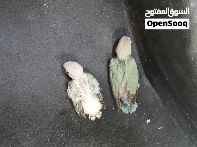 جوز افروخ ترويض روز