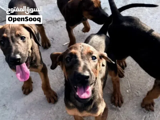 doberman mix malinois  دوبر مان مكس مالينوا