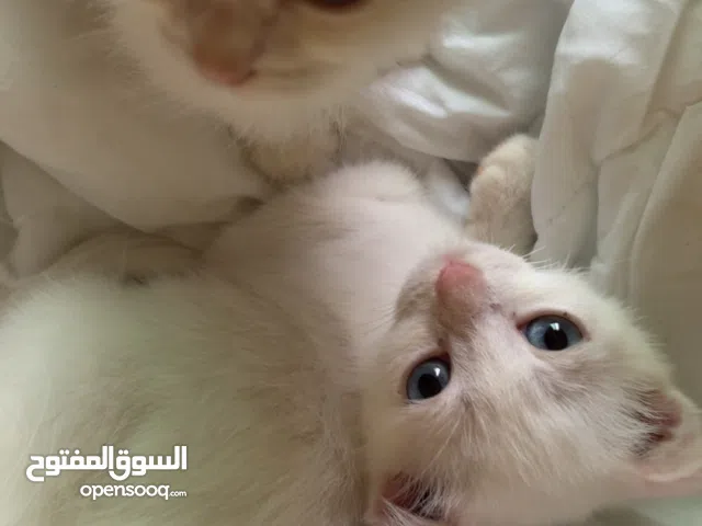 Two male four month old kittens pure white scottish fold. not vaccinated or microchipped.