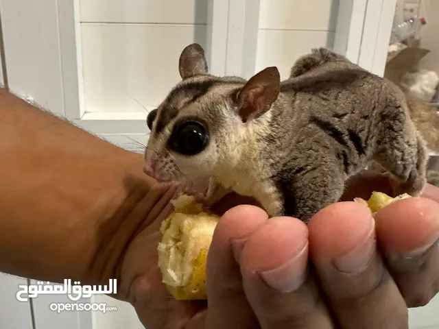 سنجاب طائر ( sugar glider ) للبيع