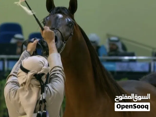 للبيع خيل واهو