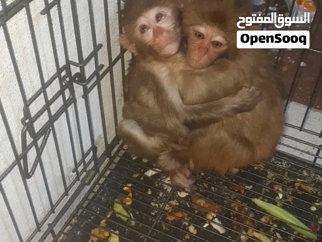قرد البيع ذكر و انثي 750 دولار