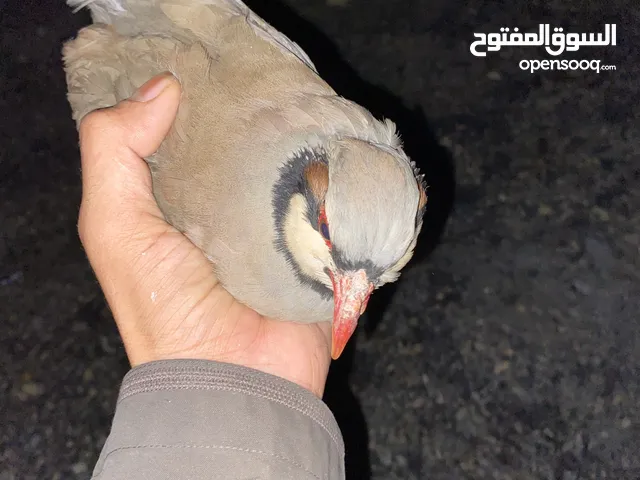 طير الحجل الباكستاني كبير