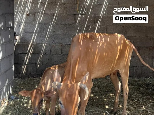 بقره محليه مع بنتها