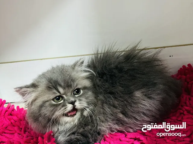 Pure Persian Female Kitten - Two months Old