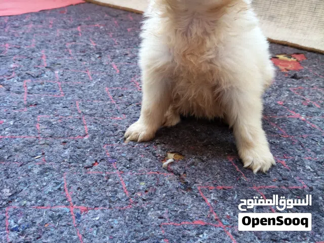 جراوي جريفون 45 يوم للبيع