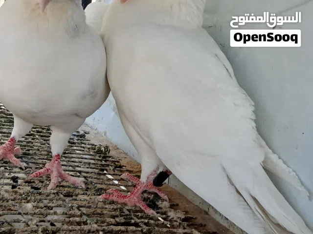 اربع جواز حمام فرنسي لاحم بيور